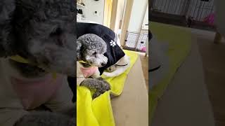 かまってモードの子猫を無視した犬の結果がこちら…笑#shorts