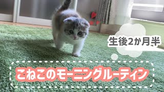 【子猫モーニングルーティーン】生後2か月半短足マンチカンの朝