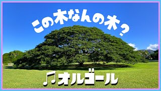 この木なんの木〜日立の樹 / 小林亜星 オルゴールアレンジ 3時間耐久