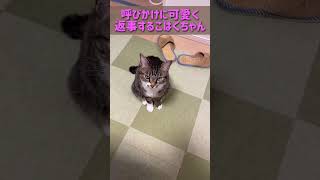 呼びかけに可愛く返事する猫がこちらです