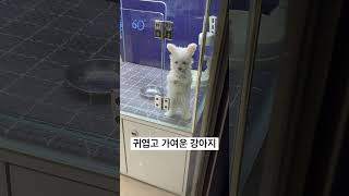 강아지 펫샵 지나가다가 #강아지입양 #short