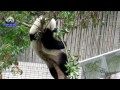 20150220樹上的圓仔好肥滿 the giant panda yuan zai