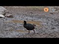 giant coot fulica gigantea seen in san salvador community cusco