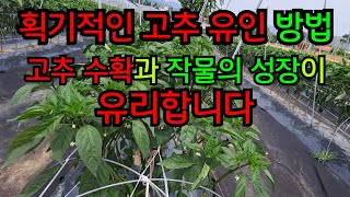 획기적인 고추 유인 방법, 고추 수확과 작물의 성장이 유리합니다#농사브이로그 #고추농사 #농업 #38선농원