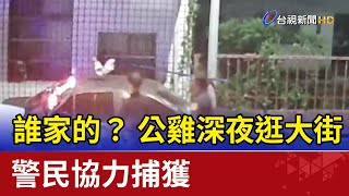 誰家的？ 公雞深夜逛大街 警民協力捕獲