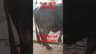 ਤੀਜੇ ਸੂਏ ਮੱਝ ਵਿਕਾਉ @Dhaliwal_farming #farming #buffalo #animals #trending #sale #short #shorts