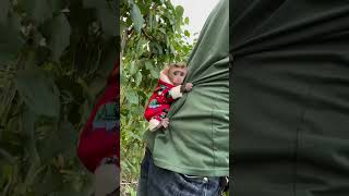 Pily monkey hugs his dad super cute #monkey #cute