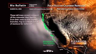 Science Bulletins: Fog in Flux for California Redwoods