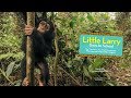 Chimp Little Larry Learns to Climb