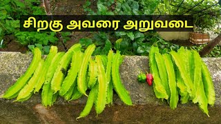 மிக அரிதான சிறகு அவரை அறுவடை/மாடி தோட்டத்தில் வளர்ப்பதற்கான சில வழிமுறைகள்.