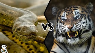 Anaconda VS Tiger - What Happens When Big Cats Face Big Snakes?