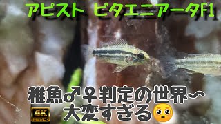 アピストグラマービタエニアータ稚魚♂♀判定ポイント紹介〜我流