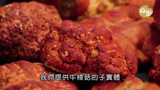 人生無病無痛才是福 松樂牛樟菇│紅色牛樟菇