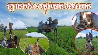 🇰🇭ការប្រមូលផលដំឡូងមីរបស់កសិករនៅខេត្តប៉ៃលិន\