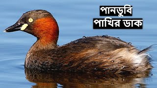 ডুবুরি পাখির ডাক রিংটোন | Little Grebe Bird Sound | Little Grebe Call | Pakhir Dak @wildindiamit​