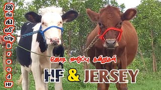 லாபம் கொழிக்கும் அற்புதமான HF \u0026 JERSEY வளர்ப்பு கன்றுகள் விற்பனை