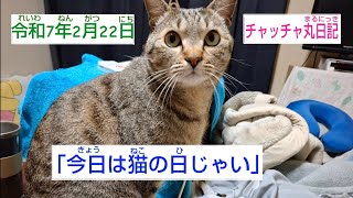 「今日は猫の日じゃい」チャッチャ丸日記令和7年2月22日