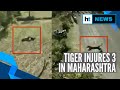 Watch: Tiger attacks villagers, injures 3 in Maharashtra’s Bhandara