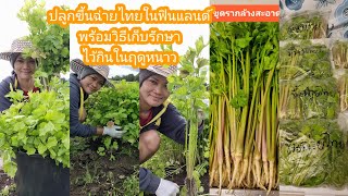 ปลูกผักขึ้นฉ่ายไทยในฟินแลนด์ พร้อมวิธีเก็บรักษาผักขึ้นฉ่ายไว้กินในฤดูหนาว และ ช่วงหิมะตก🇫🇮