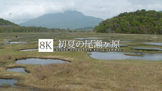 [8K footage] Ozegahara early summer Drone footage【群馬 初夏の尾瀬ヶ原_8K】