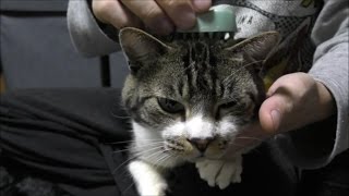 抜け毛がすごい！猫をブラッシング☆出来た毛玉で遊ぶリキちゃん☆換毛期☆【リキちゃんねる　猫動画】Cat videos キジトラ猫との暮らし