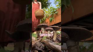 Growing mushrooms in the garden #growyourownfood #gardening #garden #gardeningvideos