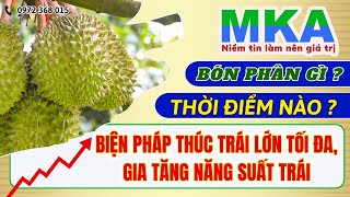 Cách để trái lớn tối đa và gia tăng năng suất? Bón phân gì?Thời điểm nào bón phân hợp lí