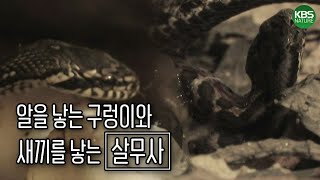 진화의 증거?! 알을 낳는 구렁이와 새끼를 낳는 살무사ㅣKBS 060524 방송