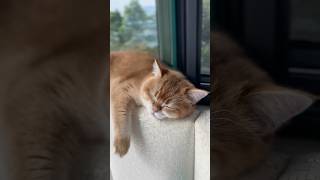 Goldy sleeping beside the window #cat  #cats  #catvideos  #catshorts #trending #shorts