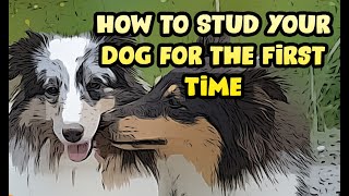How to Stud Your Dog for the First Time