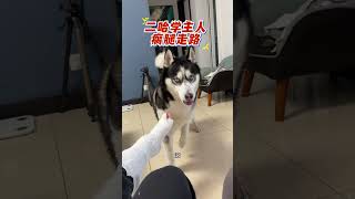 在线求狗肉汤的做法，傻狗太气人了 #哈士奇 #萌寵 #寵物 #pets #shorts