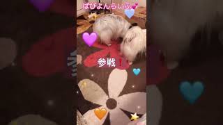 【パピヨン】中身が気になるお年頃？段ボールをあけるのです！ #ぱぴよん #愛犬 #パピヨン