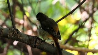 【野鳥】ジョウビタキ　メス　Daurian redstart　麻機遊水地　OMDS OM-1　4K【birdwatching】