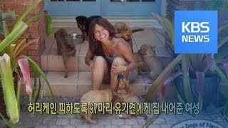 [클릭@지구촌] 허리케인 피하도록 97마리 유기견에게 집 내어준 여성 / KBS뉴스(News)