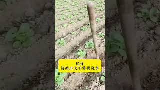 白菜移栽方法#白菜种植 #白菜移栽 #每天分享蔬菜种植技巧 #关注我一起学种菜 #白菜增产小妙招