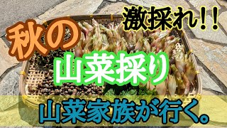 【山菜採り】秋の山菜採り🌿絶品！三種採り🌿~山菜家族が行く。~