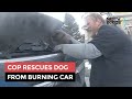 Cop Smashes Window, Rescues Dog From Burning Car