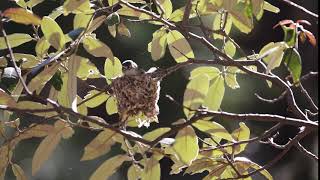 Plumbeous Vireo nest building