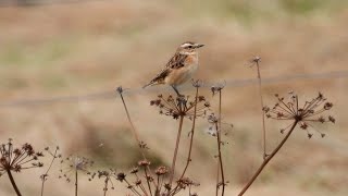 Goldcliff Sightings