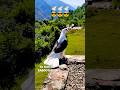 kabutar bazi 😱 kabootar video 🔥 kabutar stutas ❣️#shorts #kabutar #pigeon #viral #youtubeshorts