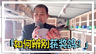 什么样的鸽子才算是好鸽子？农村大叔亲身实践：差点错失获奖鸽！【农村达叔】