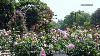 【庄内緑地バラ園】咲き始めたばかり、花々は瑞々しく咲いていました。