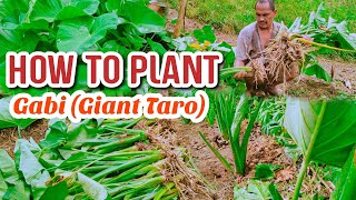 Napakadali Lang Palang Magtanim ng Gabi (Giant Taro) | How To Plant Giant Taro | Gabi Farming