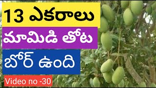 13 acres mango garden  for sale || 1 Bore || #agriculture #kavatimahipal #usa #uk #like #shortvideo