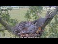 dorset hobby falcons chick teeters atop nest😬 wingercizes🐥 u0026 scrounges for food 🍗 2024 aug 1