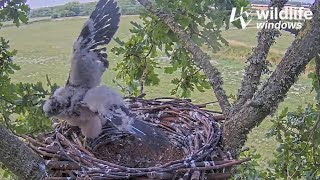 Dorset Hobby Falcons: Chick Teeters Atop Nest😬, Wingercizes🐥 \u0026 Scrounges for Food 🍗 2024 Aug 1