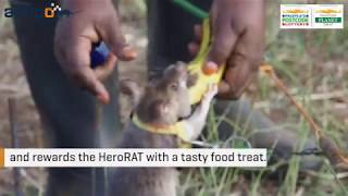 #PPLCharity - APOPO HeroRATs - People's Postcode Lottery