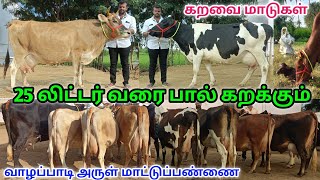 25 லிட்டர் அதிக கறவை திறன் கொண்ட 30 HF\u0026ஜெர்சி மாடுகள் நேரடி விற்பனைக்கு | Arul dairy farm | Cow