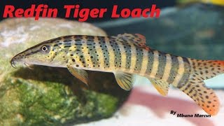 COOL FISH | REDFIN TIGER LOACH \