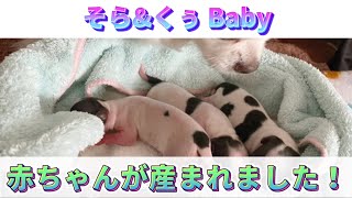 チワワのくぅちゃん、初めての子育て‼️【生後0日〜生後1ヶ月編】＃ちわわんハウス ＃そらくぅ #さんだん